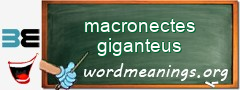 WordMeaning blackboard for macronectes giganteus
